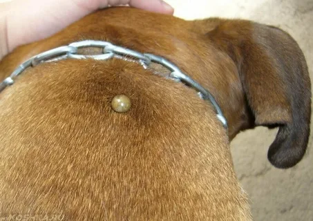 собака на прогулке в высокой траве