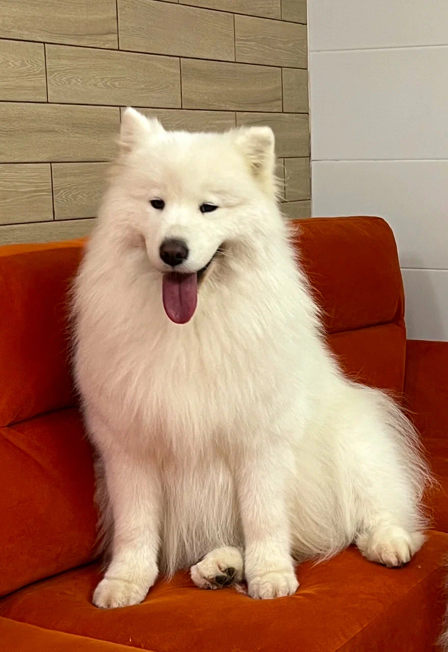 ветеринарный осмотр собаки на наличие паразитов